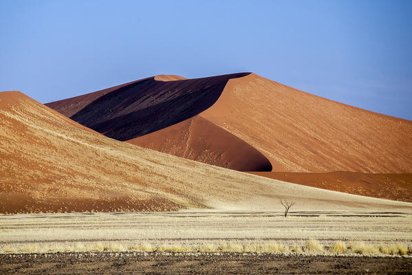 Dried plants among the sand dunes shaped by wind Deadvlei Sossusvlei Namib Desert Naukluft National Park Namibia Africa