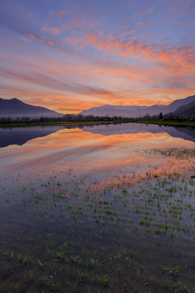 Natural reserve of Pian di Spagna  flooded with Mount Legnone reflected in the water at sunset  Valtellina Lombardy Italy Europe
