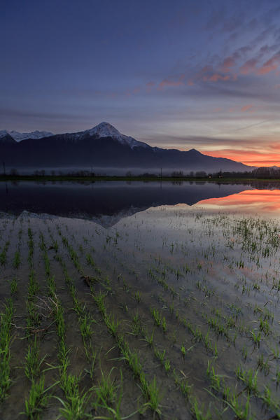 Natural reserve of Pian di Spagna  flooded with Mount Legnone reflected in the water at sunset  Valtellina Lombardy Italy Europe