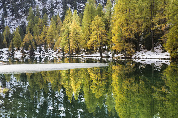 Colorful trees reflected in Lai da Palpuogna partially frozen Albula Pass Bergün Canton of Graubünden Engadine Switzerland Europe