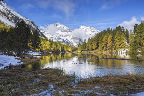 Colorful trees and snowy peaks reflected in Lai da Palpuogna Albula Pass Bergün Canton of Graubünden Engadine Switzerland Europe