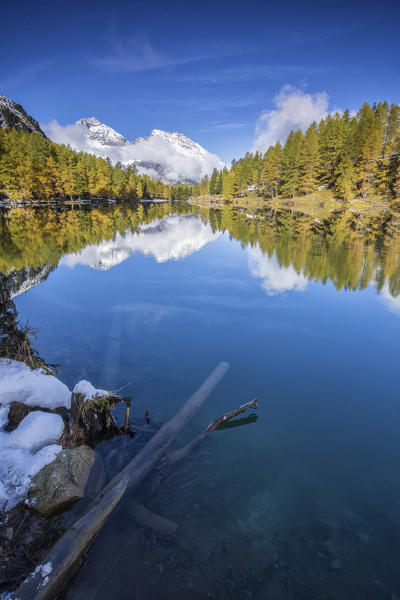 Colorful trees and snowy peaks reflected in Lai da Palpuogna Albula Pass Bergün Canton of Graubünden Engadine Switzerland Europe