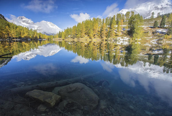 Colorful trees and snowy peaks reflected in Lai da Palpuogna Albula Pass Bergün Canton of Graubünden Engadine Switzerland Europe