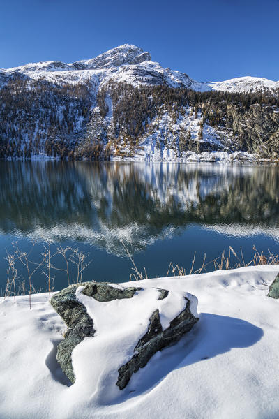 Colored snowy woods reflected in the clear waters of Lej da Marmorera Val Sursette Canton of Graubünden Switzerland Europe