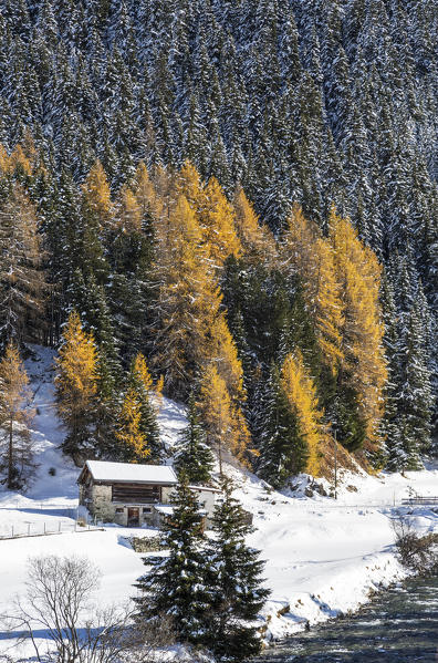 Snowy landscape and colorful trees in the small village of Sur Val Sursette Canton of Graubünden Switzerland Europe