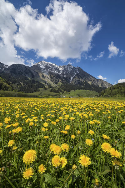 Spring flowering and green meadows Casaccia Bregaglia Valley Canton of Graubünden Engadine Switzerland Europe