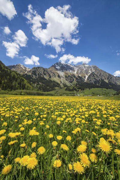 Spring flowering and green meadows Casaccia Bregaglia Valley Canton of Graubünden Engadine Switzerland Europe