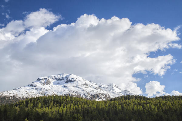 Snow capped mountains and green woods at spring Canton of Graubünden Engadine Switzerland Europe