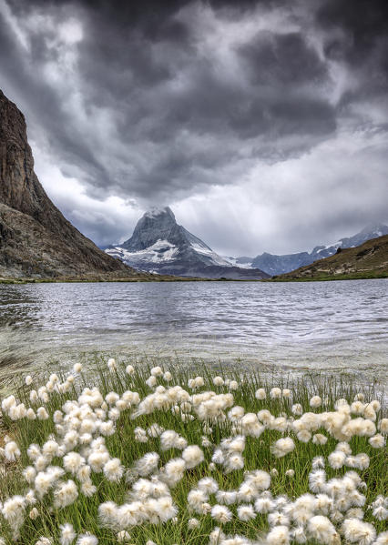 Cotton grass on lake Riffelsee while a thunderstorm hits the Matterhorn Zermatt Canton of Valais Switzerland Europe