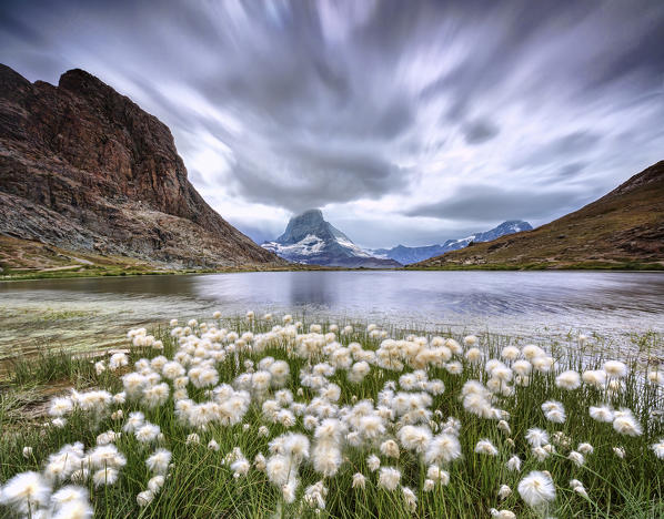 Cotton grass on lake Riffelsee while a thunderstorm hits the Matterhorn Zermatt Canton of Valais Switzerland Europe