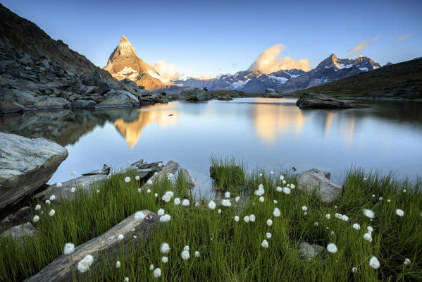 Cotton grass frame the Matterhorn reflected in Lake Stellisee at dawn Zermatt Canton of Valais Switzerland Europe