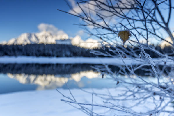 Branches covered with frost around Lake Palù where the snowy peaks and woods are reflected Malenco Valley Lombardy Italy Europe