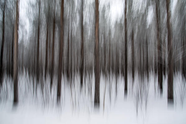 Abstract detail of snow covered trees in the woods Lapland Lyngen Alps Tromsø Norway Europe