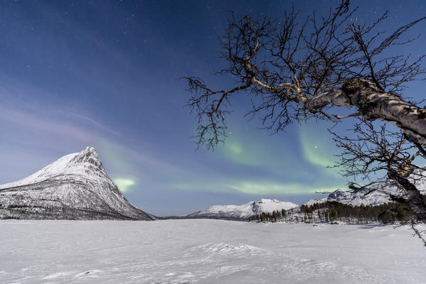 The Northern Lights illuminate the snowy landscape in Skoddebergvatnet Evenes Troms Nordland County Norway Europe
