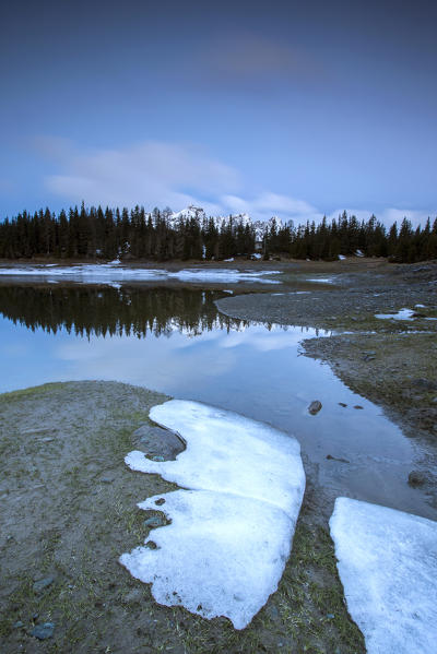The spring thaw melts ice while woods are reflected in Lake Palù Sondrio Malenco Valley Valtellina Lombardy Italy Europe