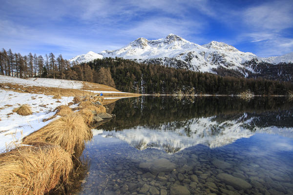 Snowy peaks and woods are reflected in the clear water Lake Silvaplana Maloja Canton of Graubünden Engadine Switzerland Europe