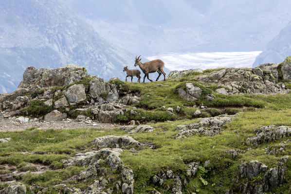 Ibex at high altitude around Lac de Cheserys Chamonix Haute Savoie France Europe