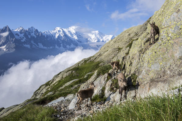 Ibex on the rocks with snowy peaks of Mount Blanc in the background  Chamonix Haute Savoie France Europe