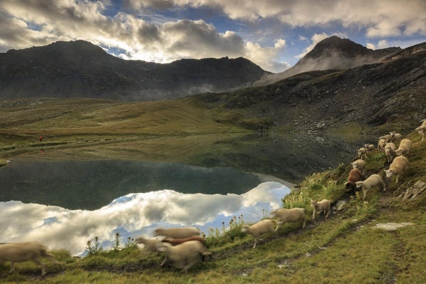 A flock of sheep passes on the shore of Fenetre Lakes Ferret Valley Saint Rhémy Grand St Bernard Aosta Valley Italy Europe