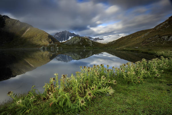 Green pastures and flowers frames The Fenetre Lakes Ferret Valley Saint Rhémy Grand St Bernard Aosta Valley Italy Europe