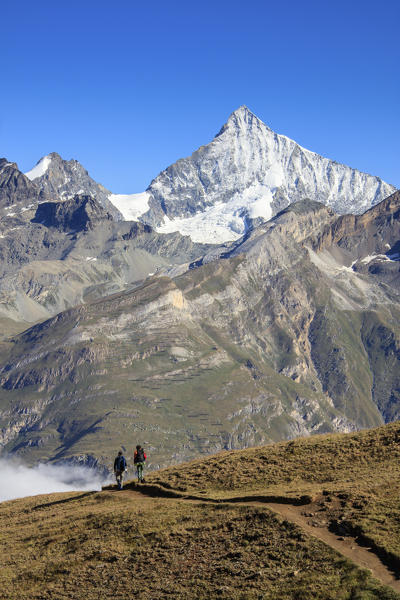 Hikers proceed towards the high peak of Dent Herens in a clear summer day Gornergrat Canton of Valais Switzerland Europe