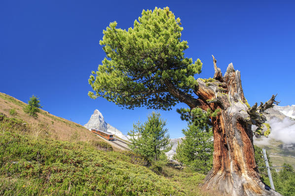 Green meadows and trees frame the Bahn train with Matterhorn in the background Gornergrat Canton of Valais Switzerland Europe