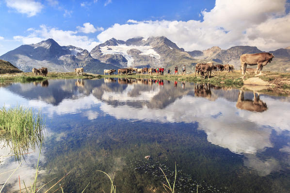 Hikers and cows on the shore of the lake where peaks and clouds are reflected Bugliet Valley Bernina Engadine Switzerland Europe