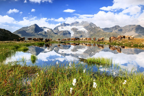 Cows on the shore of the lake where high peaks and clouds are reflected Bugliet Valley Bernina Engadine Switzerland Europe