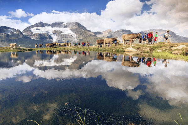 Hikers and cows on the shore of the lake where peaks and clouds are reflected Bugliet Valley Bernina Engadine Switzerland Europe