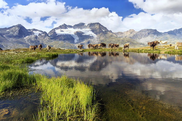 Cows on the shore of the lake where high peaks and clouds are reflected Bugliet Valley Bernina Engadine Switzerland Europe