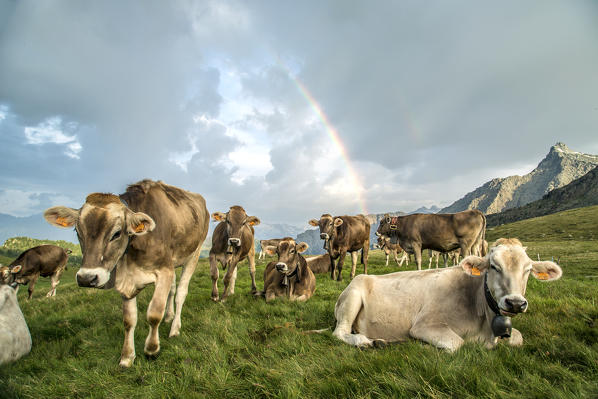 The rainbow frames a herd of cows grazing in the green pastures of Campagneda Alp Valmalenco Valtellina Lombardy Italy Europe