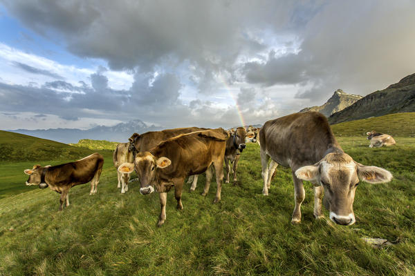 The rainbow frames a herd of cows grazing in the green pastures of Campagneda Alp Valmalenco Valtellina Lombardy Italy Europe