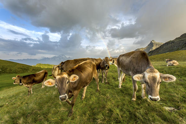 The rainbow frames a herd of cows grazing in the green pastures of Campagneda Alp Valmalenco Valtellina Lombardy Italy Europe