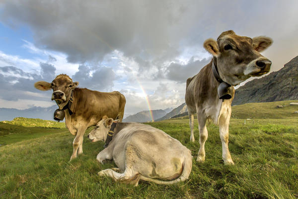 The rainbow frames the cows grazing in the green pastures of Campagneda Alp Valmalenco Valtellina Lombardy Italy Europe