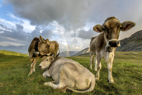 The rainbow frames the cows grazing in the green pastures of Campagneda Alp Valmalenco Valtellina Lombardy Italy Europe