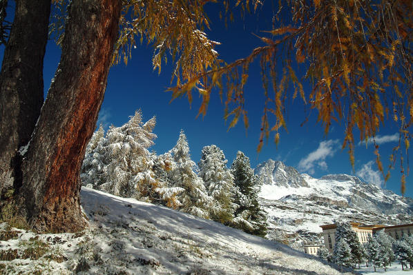 Colors of autumn at Maloja Pass. Canton of Graubünden Switzerland, Europe