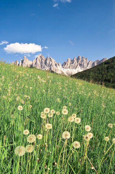 Spring flowering in Val di Funes. In the background the Odle. Funes Valley Dolomites. Trentino Alto Adige. Italy Europe