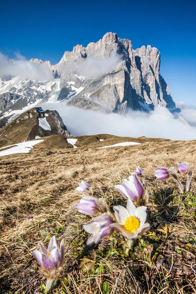 Flowering of spring anemone at Funes Valley. In the background the Odle. Trentino Alto Adige Dolomites. Italy Europe