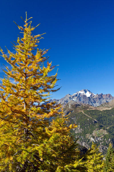 A look on Valmalenco and the pyramid of Mount Disgrazia in autumn. Valtellina. Lombardy. Italy Europe