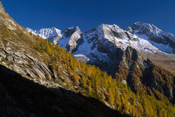 The snowy peaks that overlook the woods in autumn. Mello Valley. Valmasino. Valtellina. Lombardy Italy Europe