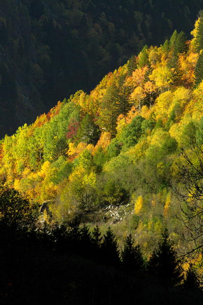 Sunlight illuminates the steep woods of Mello Valley during an autumn sunset. Valmasino. Valtellina. Lombardy Italy Europe