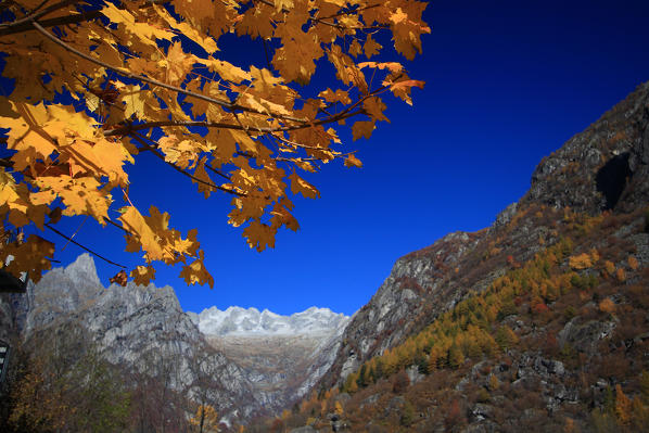 Explosion of autumn colors at the entrance of Valmasino overlooking the Pizzi of Ferro. Valmasino Valtellina. Lombardy Italy Europe