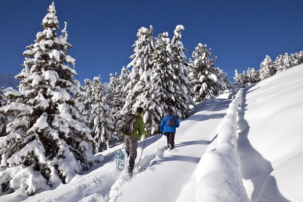 Snowshoeing towards the huts dell'Ables in Valfurva after a heavy snowfall. Valfurva. High Valtellina. Lombardy Italy. Europe