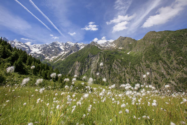 Sunny day on the flowering cotton grass surrounded by green meadows Orobie Alps Arigna Valley Sondrio Valtellina Lombardy Italy Europe
