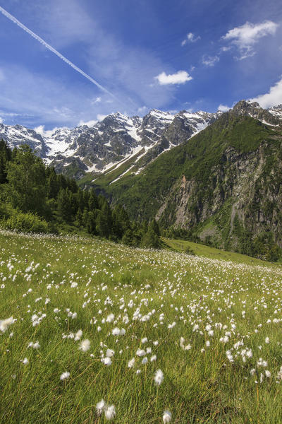 Summer blooming of cotton grass surrounded by green meadows Orobie Alps Arigna Valley Sondrio Valtellina Lombardy Italy Europe