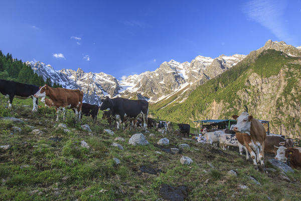Cows grazing surrounded by mountains and blue sky Orobie Alps Arigna Valley Sondrio Valtellina Lombardy Italy Europe