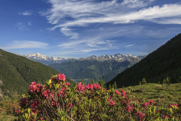 Blooming of rhododendrons surrounded by green meadows Orobie Alps Arigna Valley Sondrio Valtellina Lombardy Italy Europe