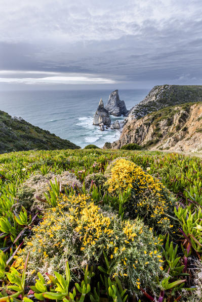 Spring plants on a promontory overlooking the beach and cliffs of Praia da Ursa  Cabo da Roca Colares Sintra Portugal Europe