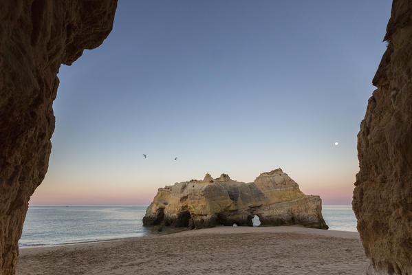 Birds flying on cliffs and ocean under the pink sky at dawn at Praia da Rocha Portimao Faro district Algarve Portugal Europe