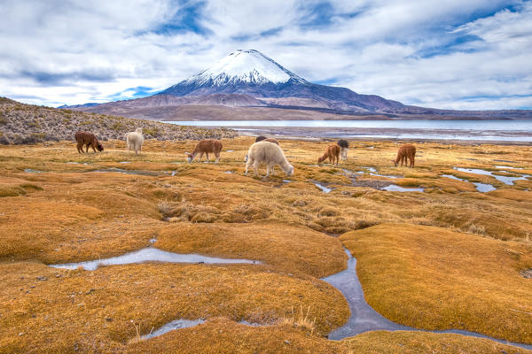 An area rich in water in the Lauca National Park bordered by active volcanoes where vicunas and llamas can graze in freedom. In the background Parinacota volcano. Chile. South America